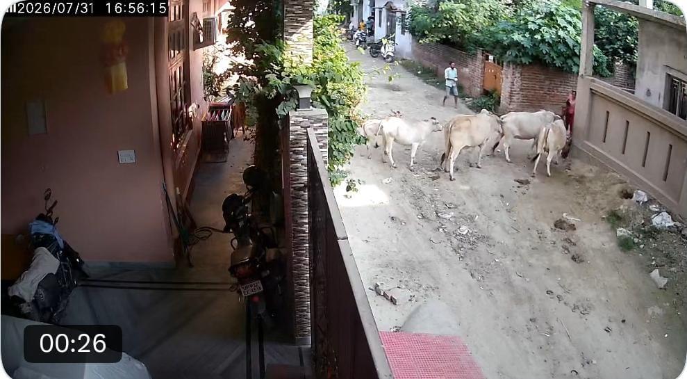 لکھنو کے ارجن گنج میں آوارہ گائے کا بچی پر خوفناک حملہ، سی سی ٹی وی فوٹیج وائرل
